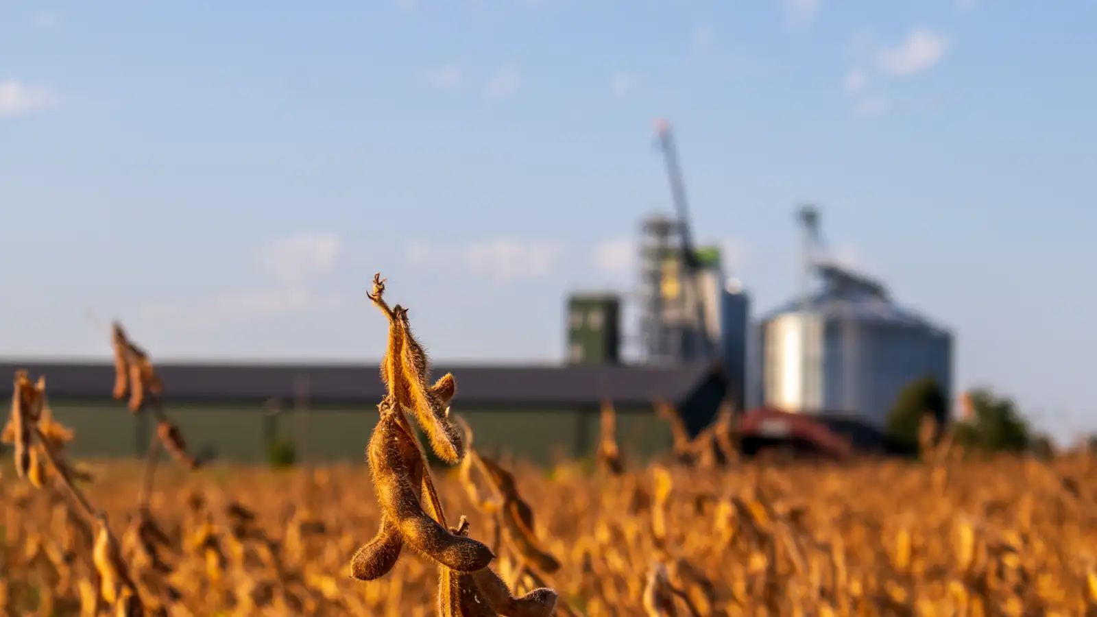 Large corn and soybean farmland in Iowa showing soil compaction and rutting from repeated tanker truck passes during liquid manure application, with axle loads exceeding 20 tons limiting field access