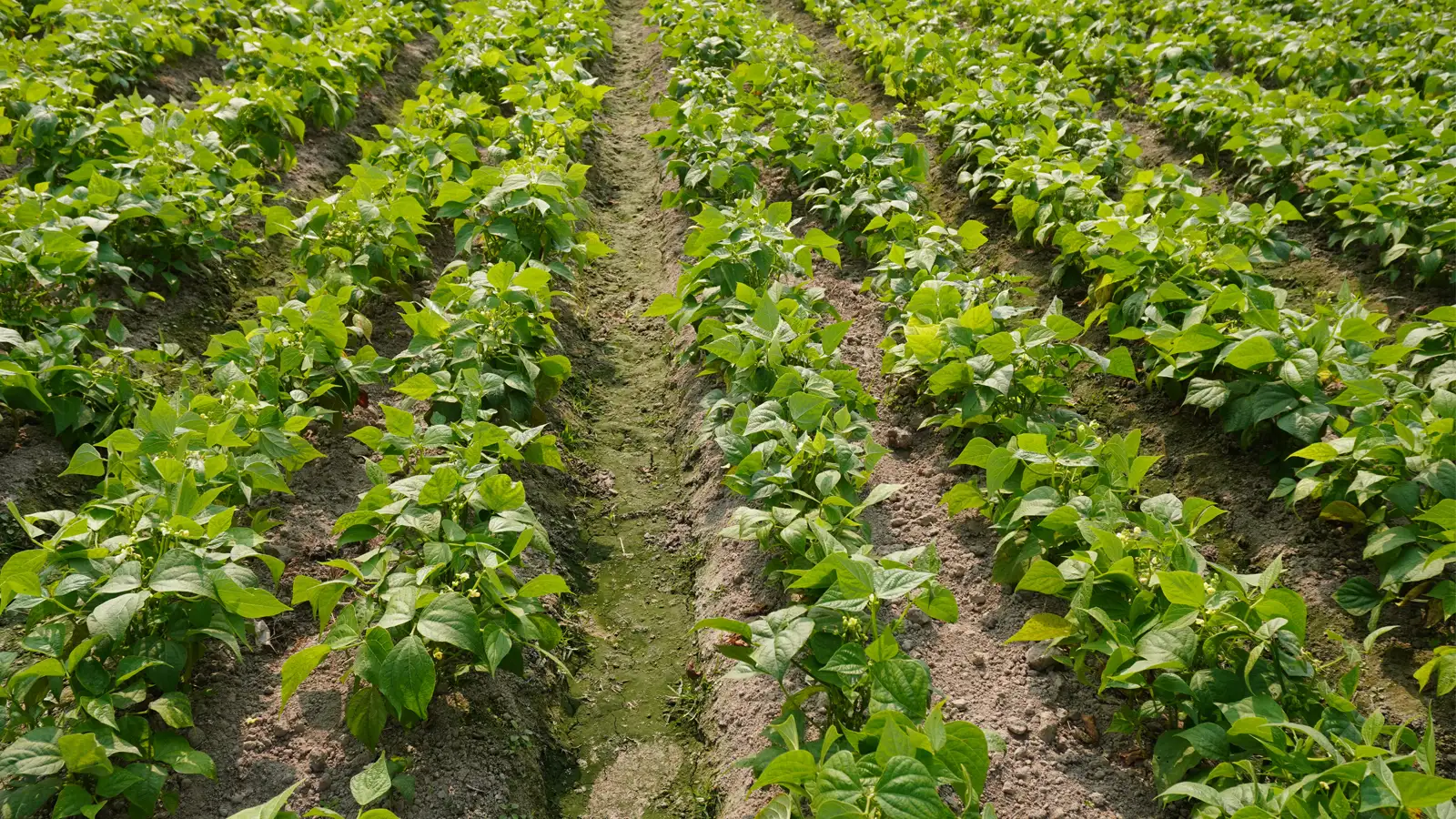 Irrigation System Challenges